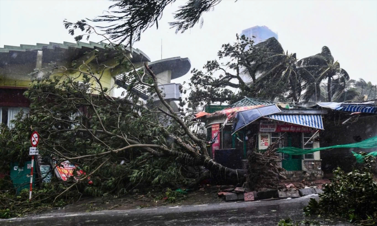 Các cây lớn gãy đổ rất nhiều