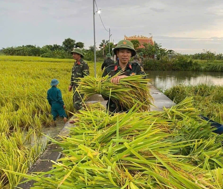 Lúa chín vàng được thu hoạch kịp thời