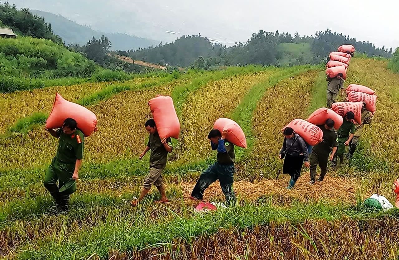 Giúp bà con thu hoạch lúa với phương châm "xanh nhà hơn già đồng"