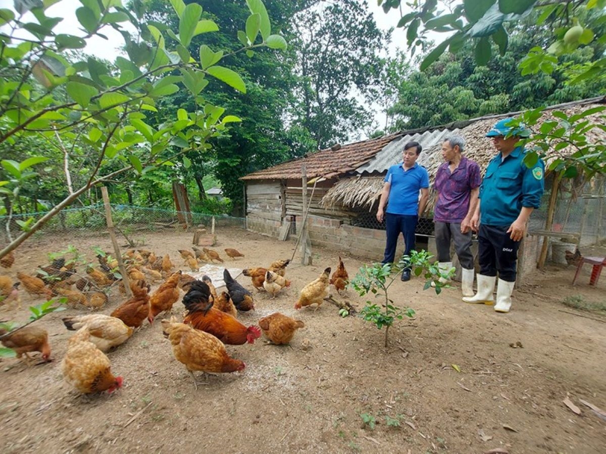 Gà Lạc Sơn là giống gà quý có nguồn gốc từ xã Văn Sơn, huyện Tuyên Hóa, tỉnh Quảng Bình. Tuy nhiên do được thả tự nhiên với các giống gà khác nên nguồn gen bị thoái hóa