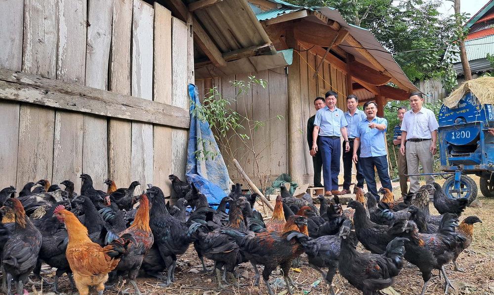 Ngành Nông nghiệp và các địa phương vùng DTTS ở Nghệ An đã có nhiều chính sách để bảo tồn và nhân giống Gà đen. Tuy nhiên đến nay gà giống và gà thương phẩm vẫn chưa thể đáp ứng được nhu cầu của thị trường. 