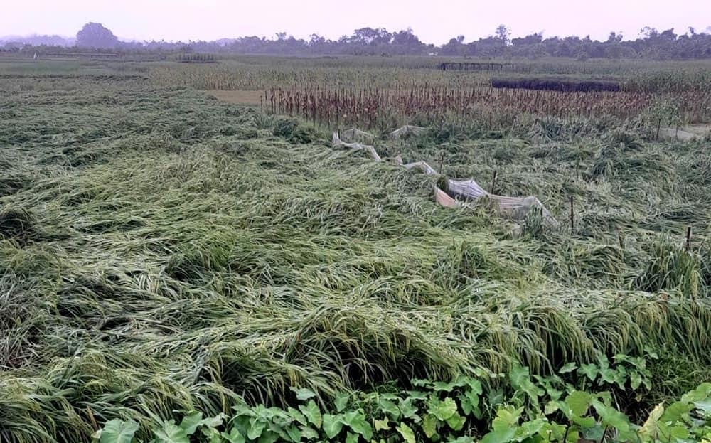 Hàng trăm héc ta hoa màu của người dân bị ngập úng, đổ gãy