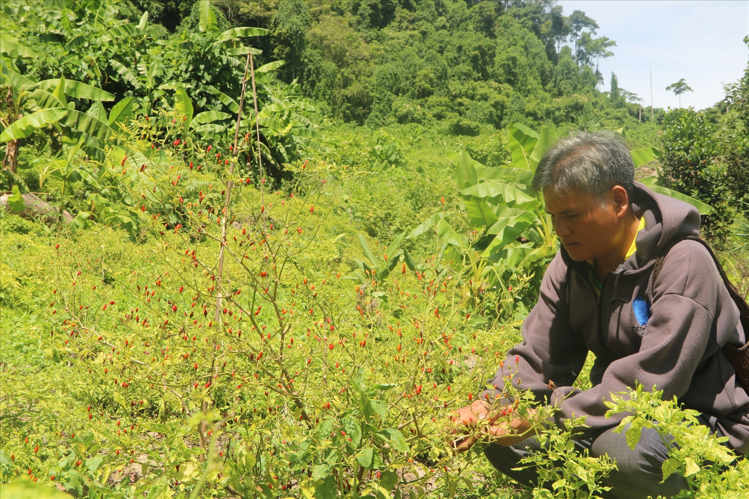 Nhờ trồng ớt A Riêu, ông Ating Ben có thêm thu nhập hàng chục triệu đồng mỗi năm