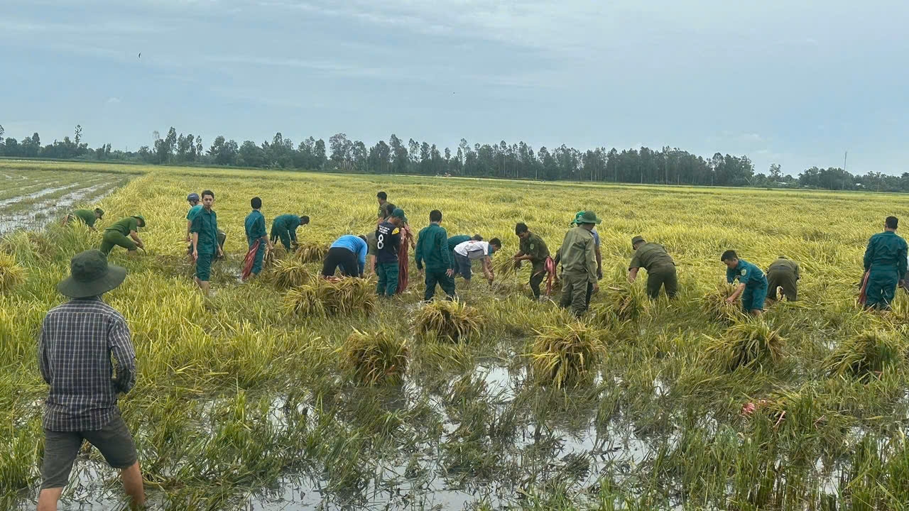 Cán bộ, chiến sĩ giúp Nhân dân thu hoạch lúa bị ngã