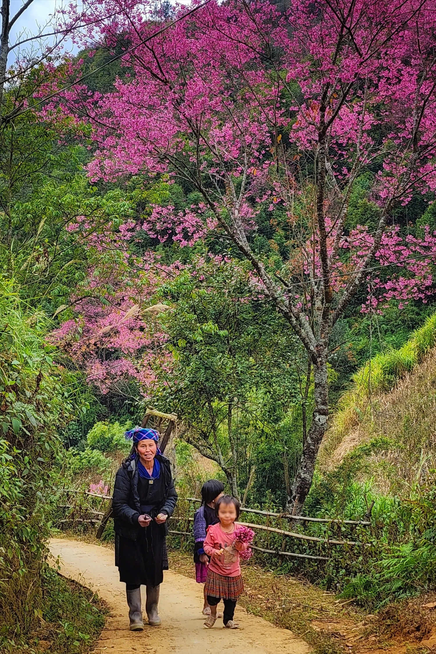 Mùa hoa tớ dày nhuộm hồng bản làng Mù Cang Chải 1