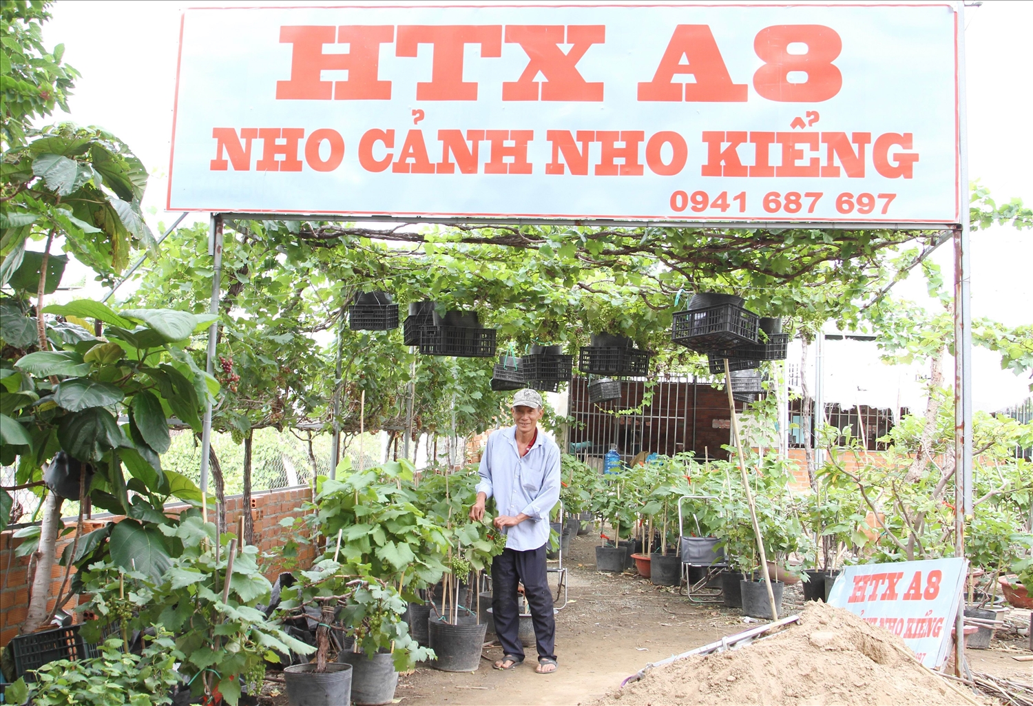 HTX A8 là đơn vị cung cấp nho kiểng chủ lực ở tỉnh Ninh Thuận. 