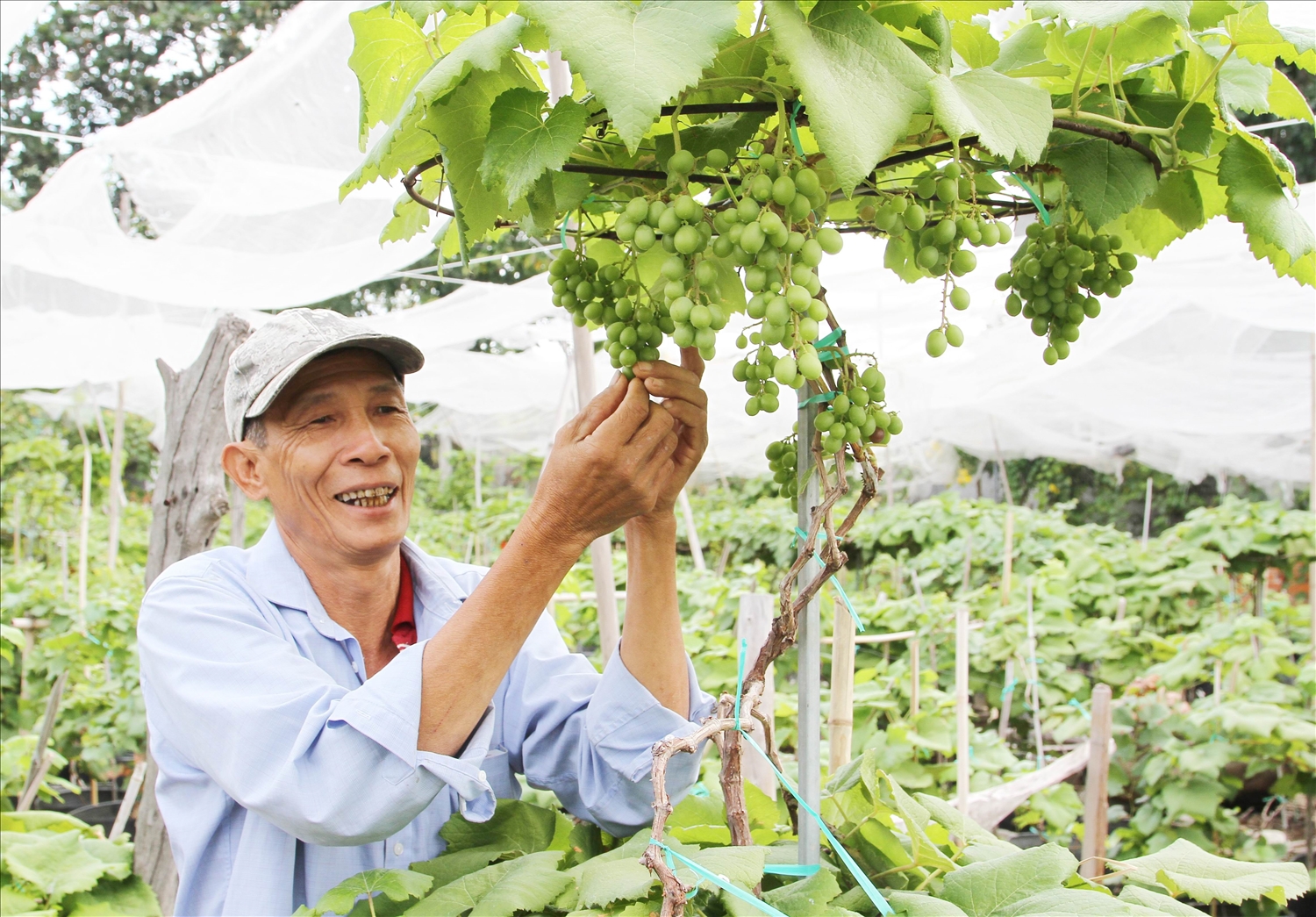 Ông Lê Ngọc Hoài, kỹ thuật viên HTX A8 chăm sóc nho kiểng phục vụ thị trường hoa kiểng Tết Ất Tỵ 2025.