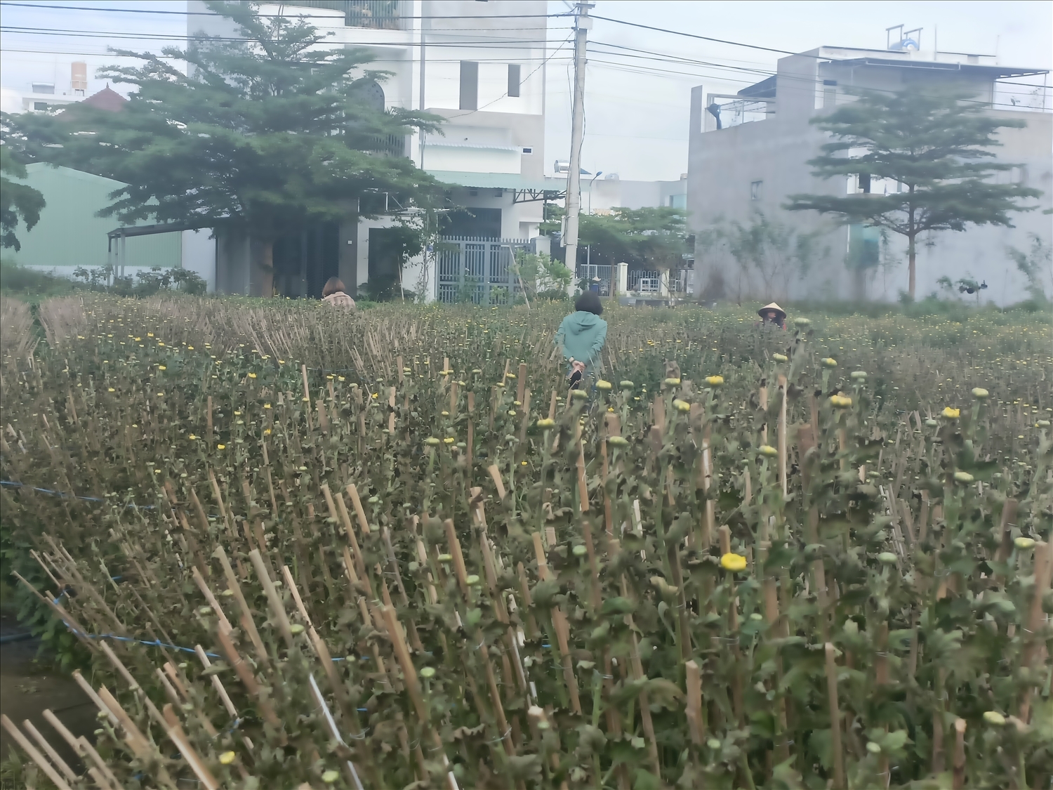 Hoàng trăm chậu cúc chuẩn bị bán Tết cháy khô không rõ nguyên nhân