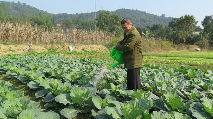 Ông Lương Văn Sơn, thôn Luổng Láo, xã Cốc San, thành phố Lào Cai, tưới nước trên mặt lá để hạn chế tác hại của sương muối. Ảnh: TL