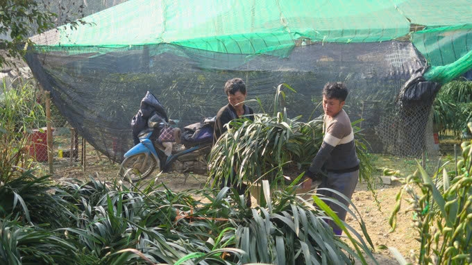 Người dân Sa Pa chọn sơ tán hàng vạn chậu hoa địa lan Trần Mộng có giá trị kinh tế cao xuống xã Đồng Tuyển, thành phố Lào Cai tránh rét hại. Ảnh: TL