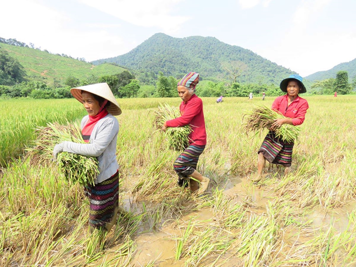 (Bài KH): Hương sắc đạt ngàn