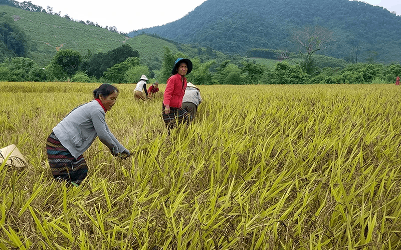 (Bài KH): Hương sắc đạt ngàn 2