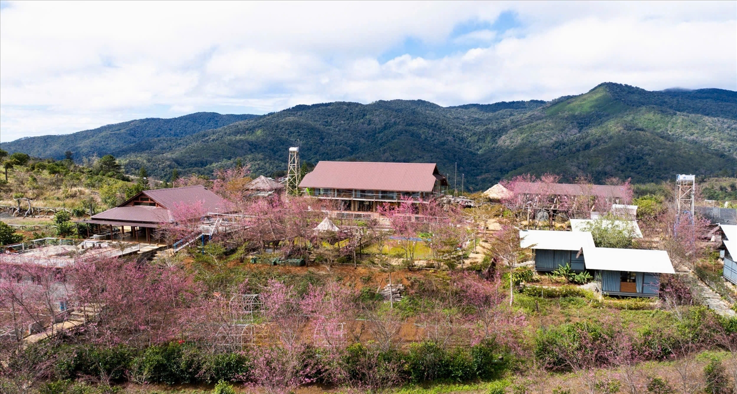 Hoa mai anh đào bao phủ cả khu du lịch sinh thái Ê Ban Farm