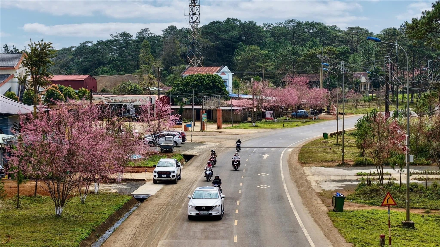 Hoa mai anh đào nhuộm hồng mọi con đường tại thị trấn Măng Đen 