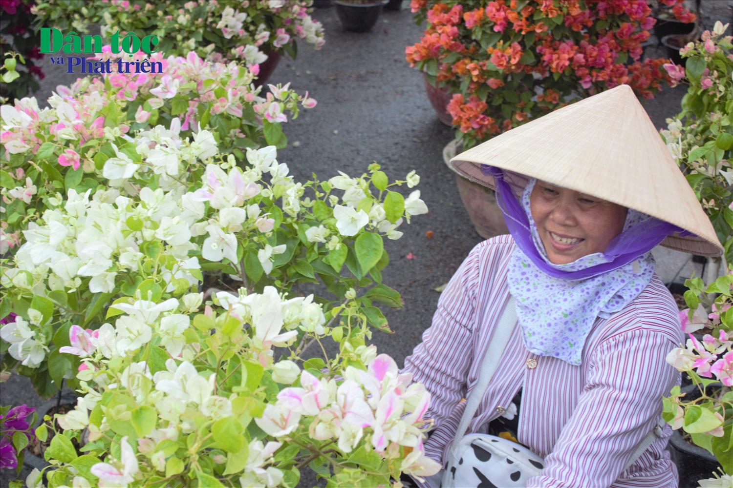 Các tiểu thương, nhà vườn kinh doanh hoa kiểng vẫn đặt niềm tin vào những ngày cận Tết sắp tới, hy vọng thị trường sẽ khởi sắc, người dân sôi nổi tham quan và mua sắm hoa kiểng đón Tết.