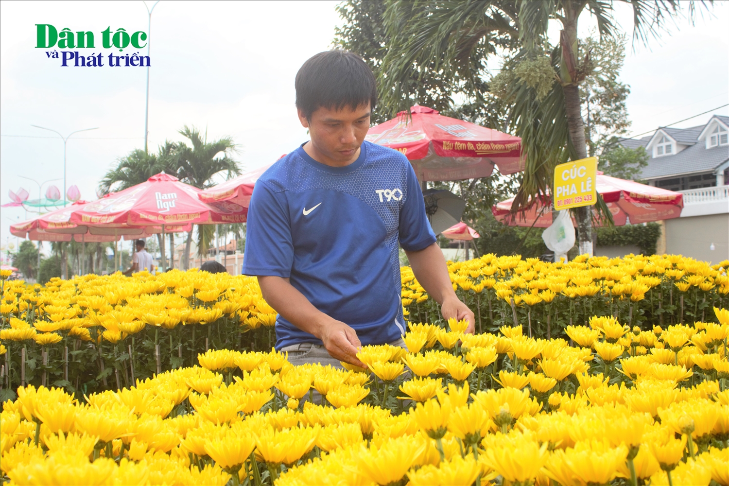 Anh Mai Tấn Nhất, tiểu thương đến từ huyện Cái Bè, tỉnh Tiền Giang, cho biết: Những ngày này, người dân chủ yếu đến xem giá, chưa có đơn đặt hàng nhiều. Giá hoa năm nay không thay đổi nhiều, nhưng thị trường hoa Tết chưa sôi nổi như kỳ vọng. Tôi mong lượng khách mua sẽ đông hơn trong những ngày tới để kịp về quê đón Tết cùng gia đình