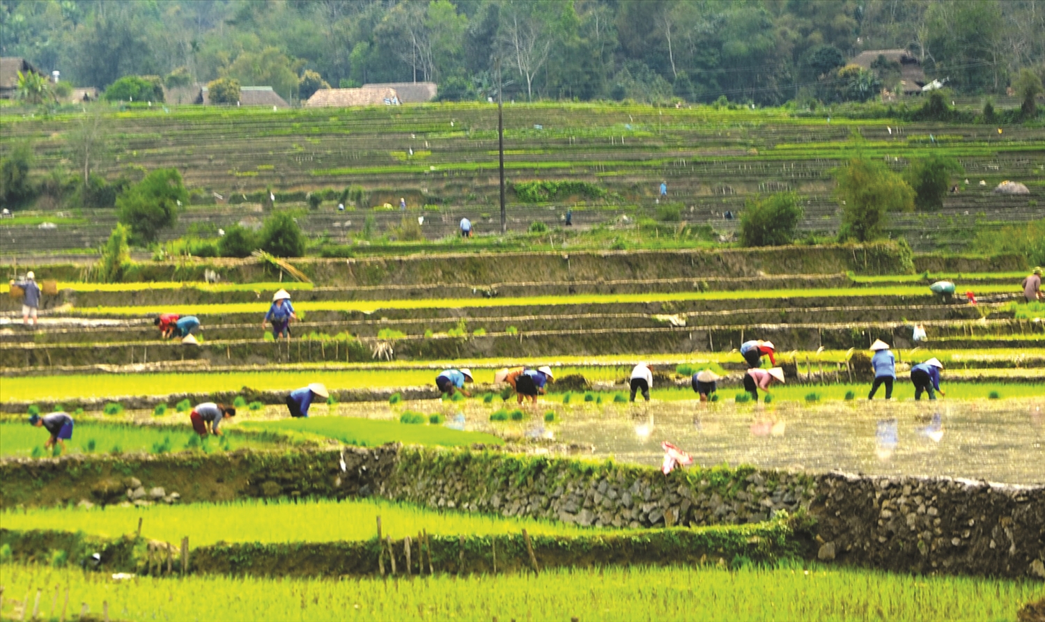 Cấy lúa mùa Xuân