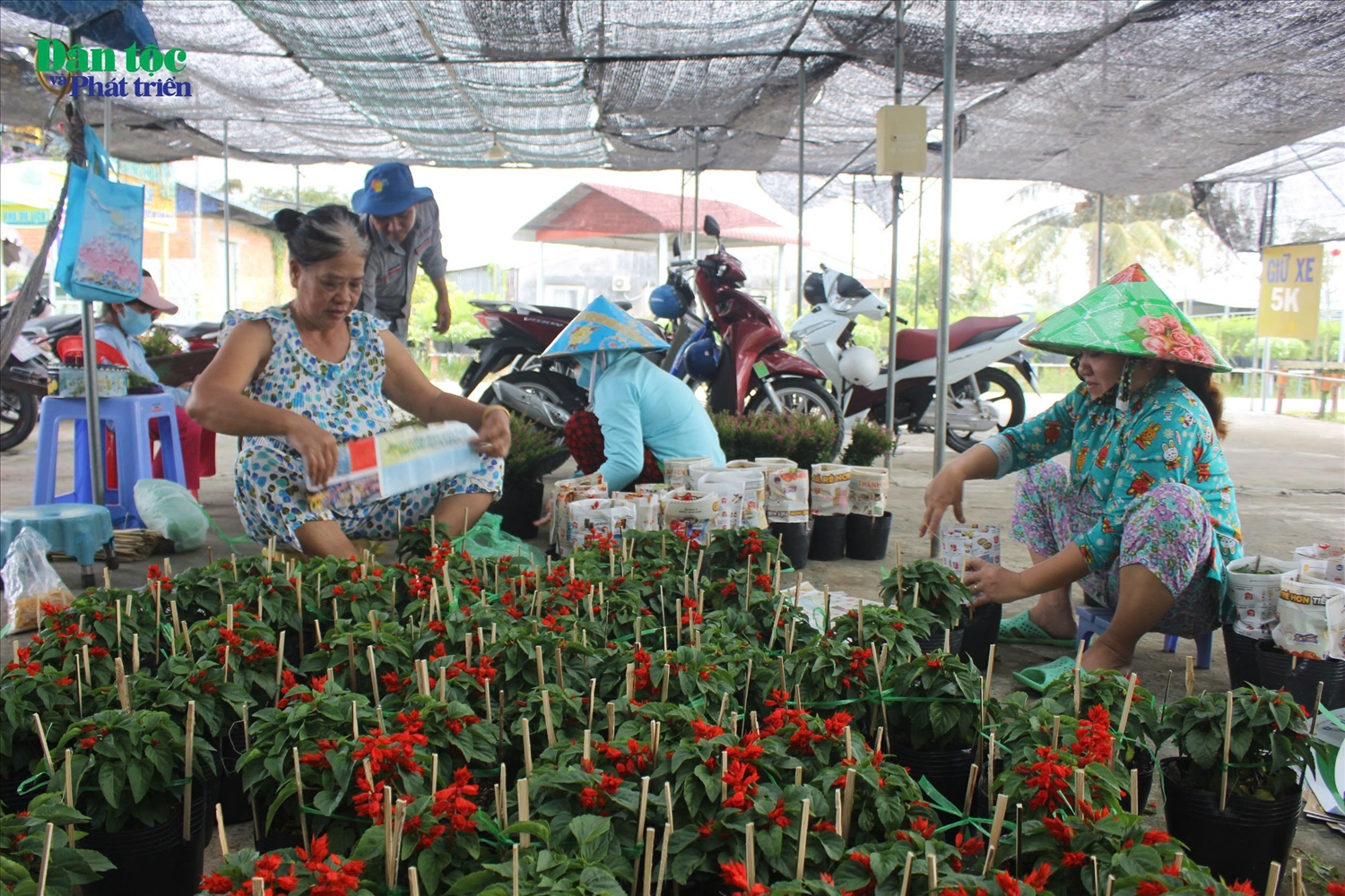 Bà Lê Thị Hoa (ngoài cùng bên trái), chủ nhà vườn tại làng hoa Sa Đéc, cho biết: Năm nay thời tiết thuận lợi nên hoa nở đẹp vào đúng dịp Tết, đồng thời, năm nay hoa bán chạy hơn nên bà con Nhân dân rất vui mừng.