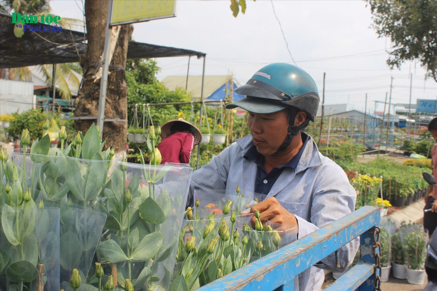 Theo chia sẻ của người mua, năm nay, hoa Tết giá cả không quá cao, và màu sắc cung rực rỡ.