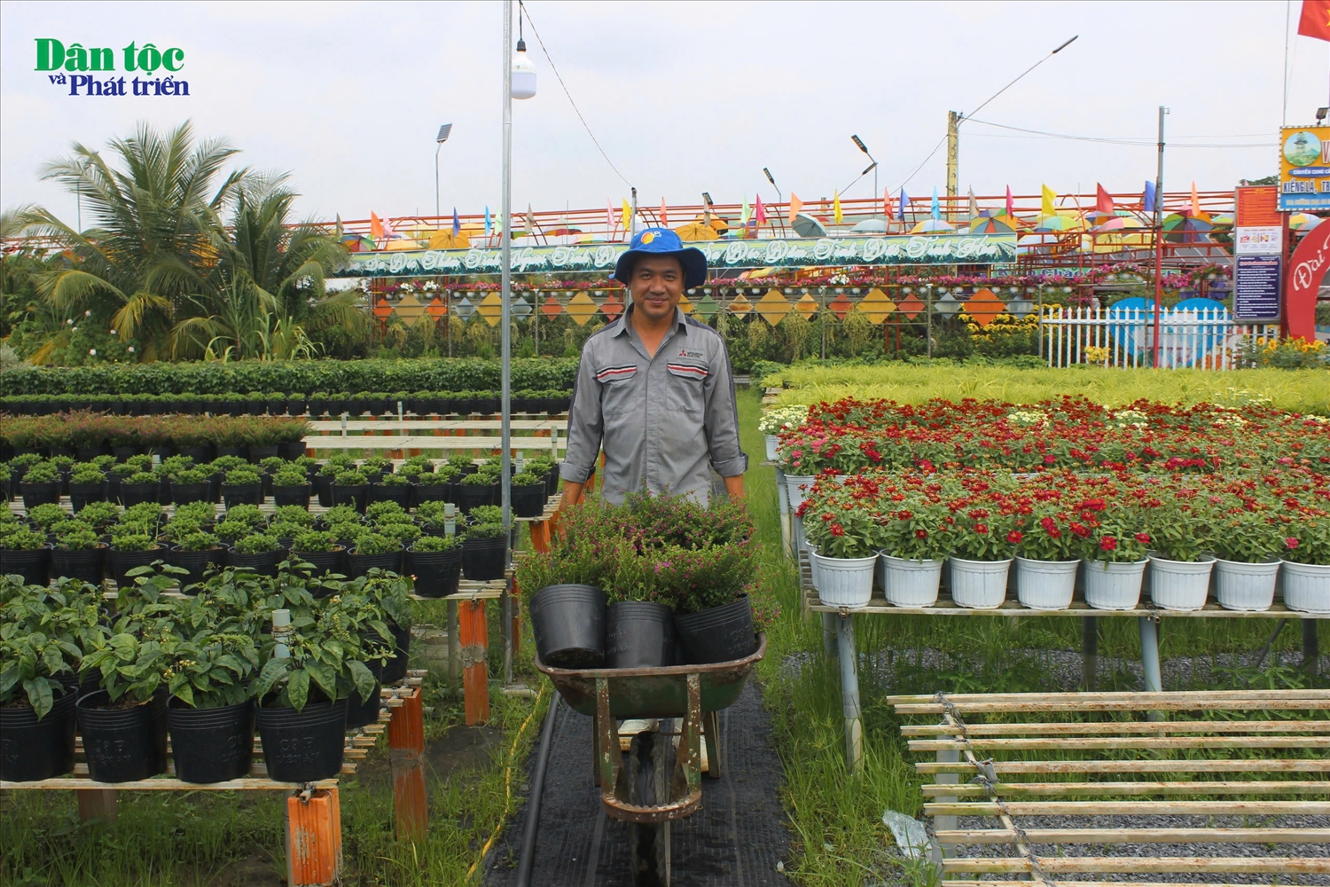 Những ngày cuối năm Giáp Thìn, bà con nông dân làng hoa Sa Đéc tất bật vận chuyển hoa để giao cho khách. 