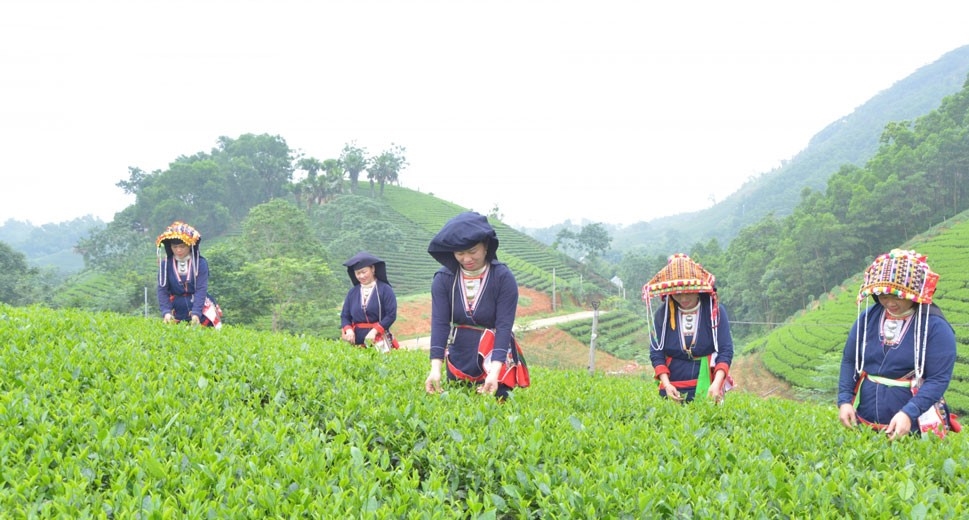 Nhân dân xóm Tân Lập, xã Phú Xuyên, huyện Đại Từ, tỉnh Thái Nguyên thu hái chè VietGAP. Ảnh minh họa