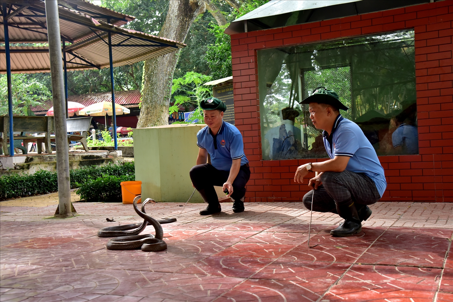 Kỷ thuật viên Trại rắn Đồng Tâm với những màng trình diễn cùng các chú rắn hổ mang 