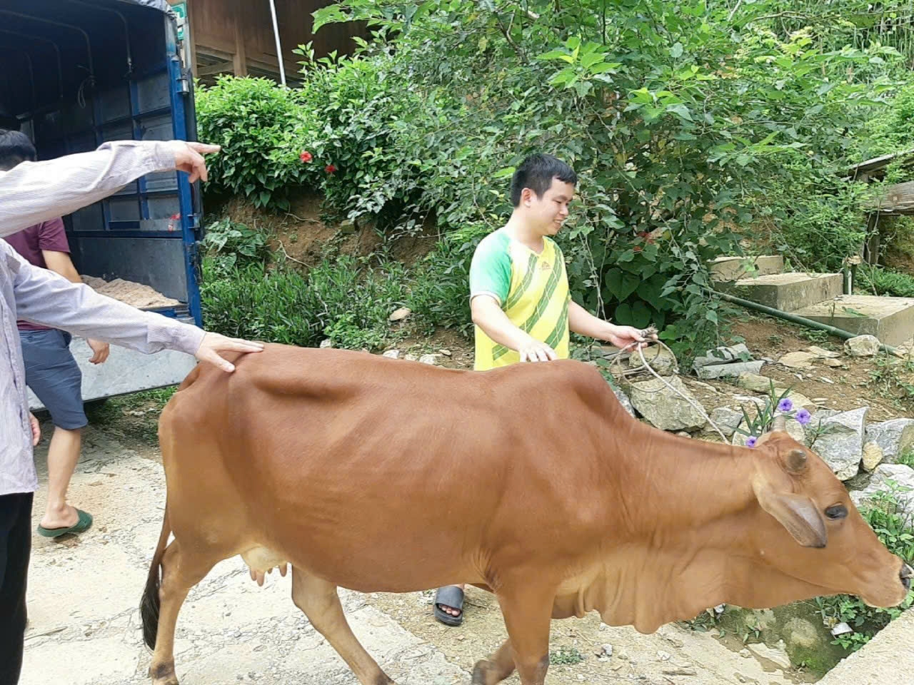 Niềm vui của hộ nghèo khi được hỗ trợ bò cái sinh sản từ nguồn vốn Chương trình MTQG 1719