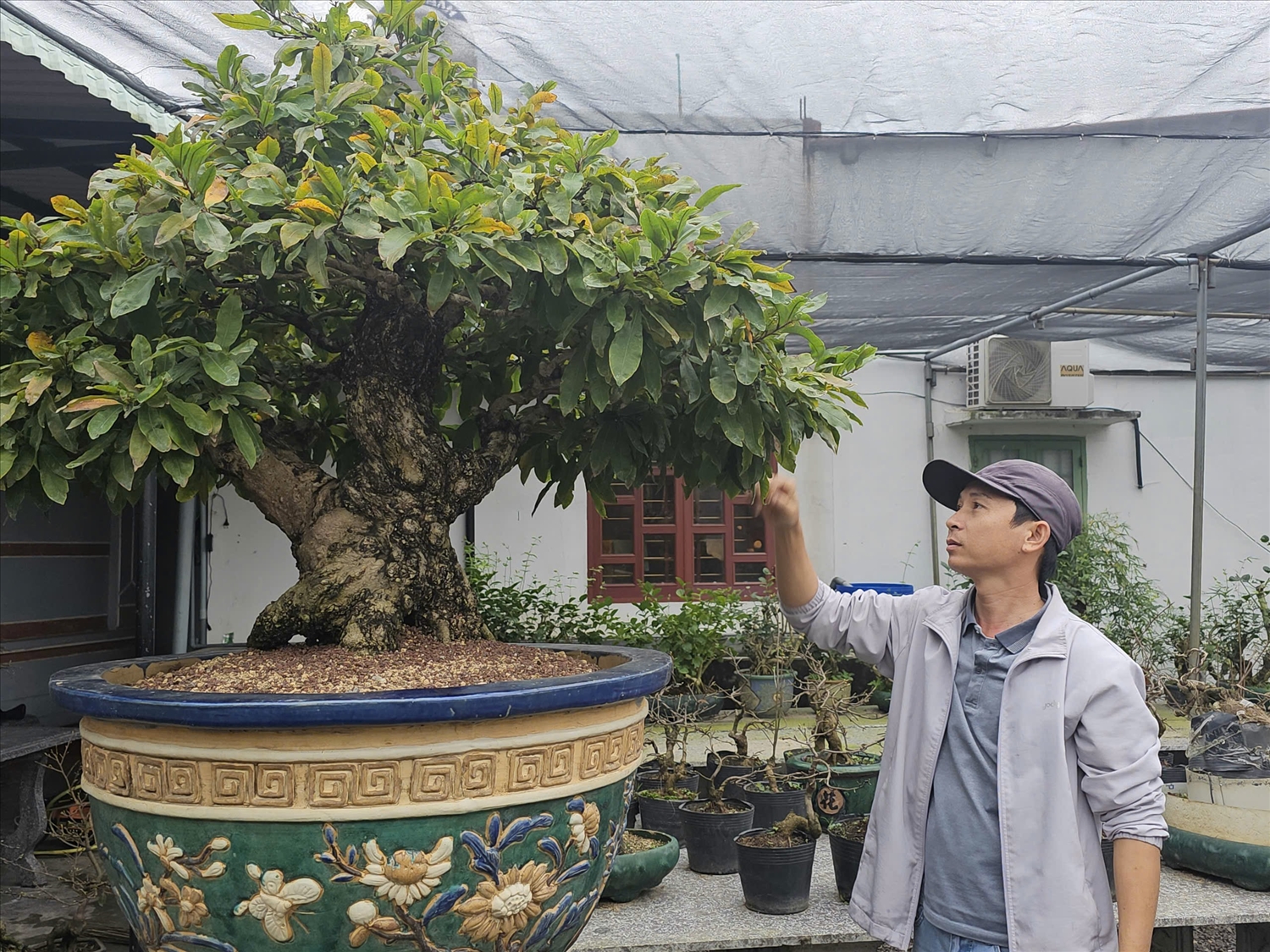 Một gốc mai bonsai nghệ thuật của anh Ngô Mạnh Tuân có giá hàng trăm triệu đồng