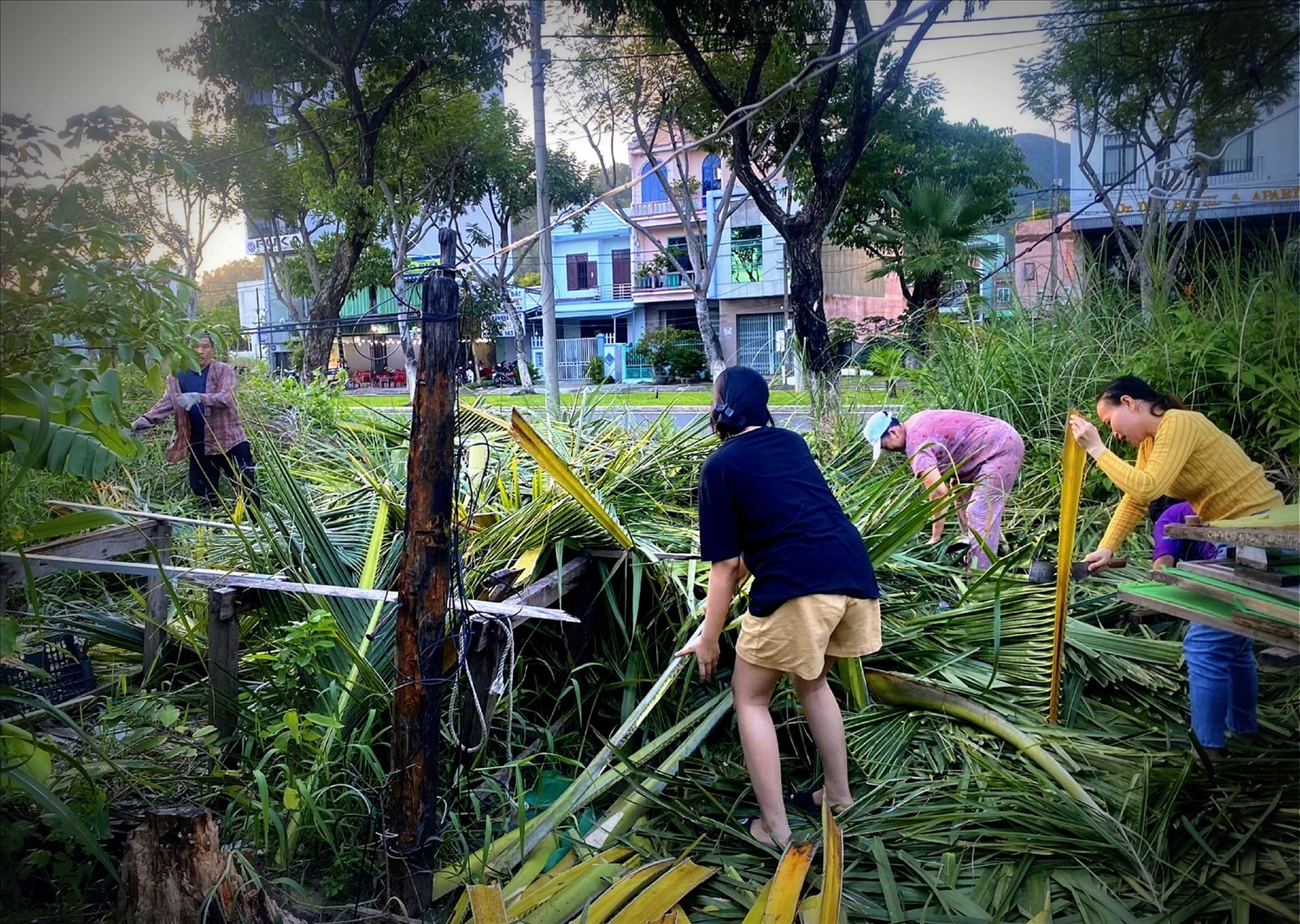 Nguyên liệu của tranh giấy dừa là những tàu dừa bỏ đi.