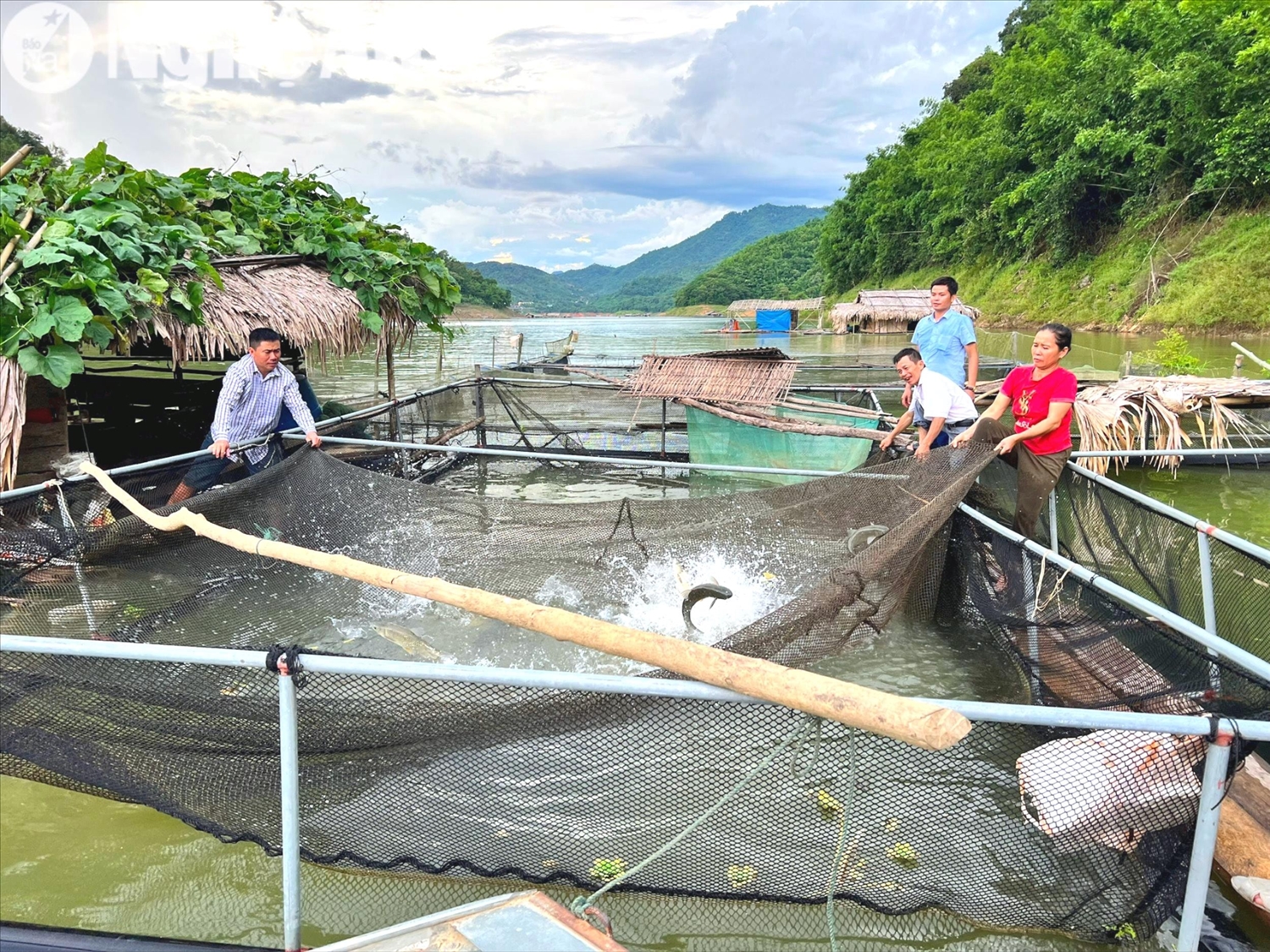 Mô hình nuôi cá lồng cho thu nhập cao ở xã Thông Thụ 