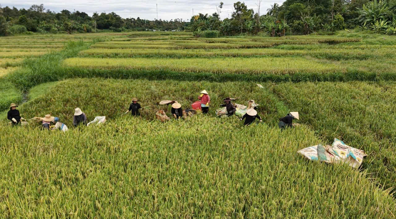 Bà con ở Buôn Trinh tất bật gặt lúa 