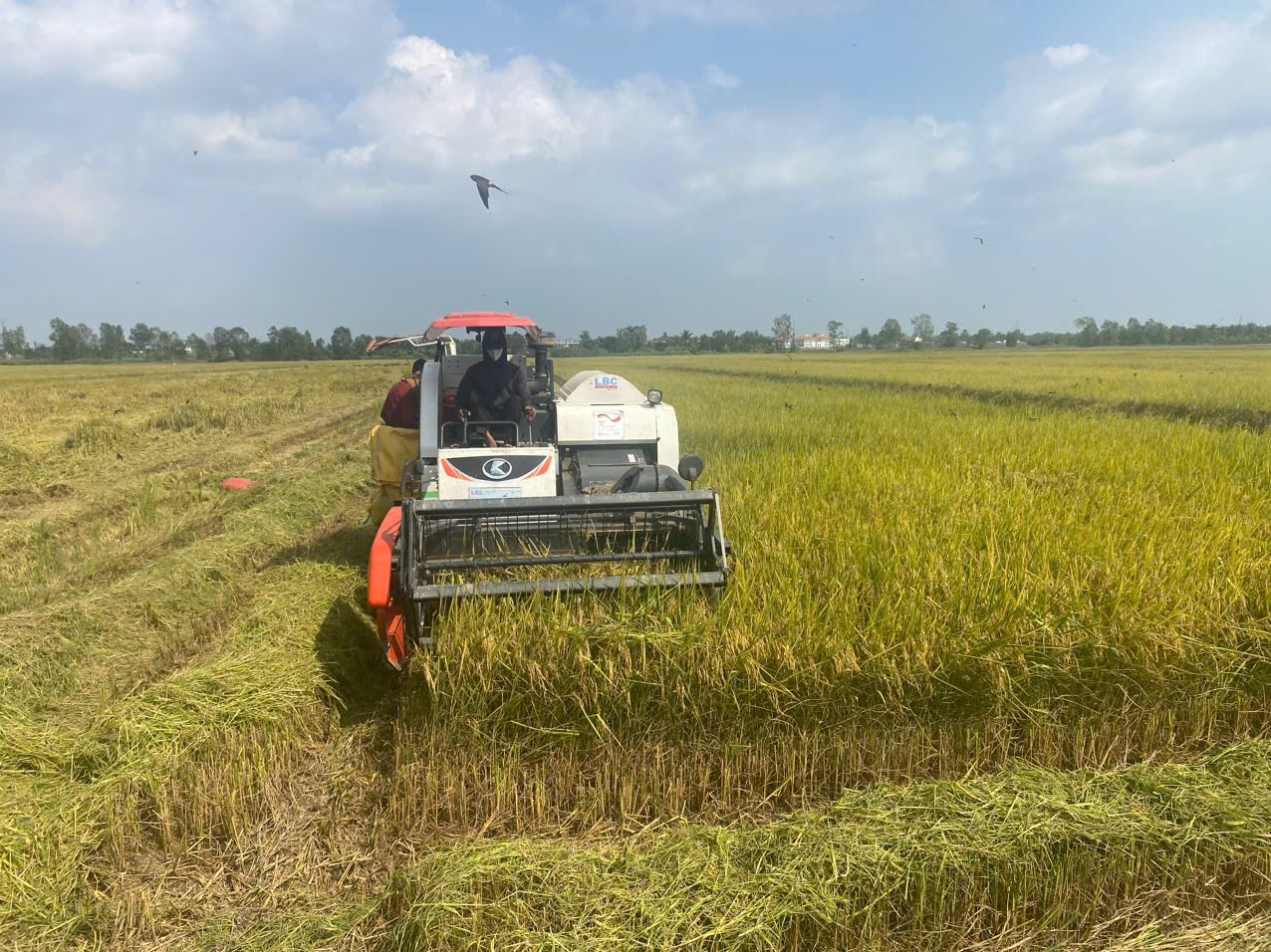 Đề án 1 triệu ha lúa nâng cao giá trị xuất khẩu và tạo động lực tái cơ cấu nông nghiệp bền vững