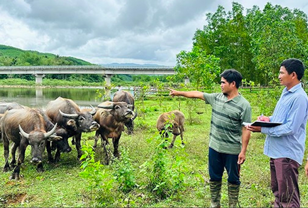 Nhờ sự hỗ trợ của các đảng viên, việc chăn nuôi của gia đình ông Đinh Văn Móc phát triển tốt cho thu nhập cao (Ảnh D.Đ)