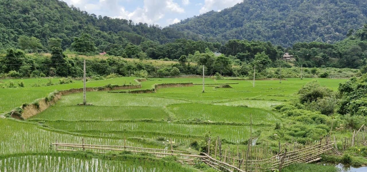 Ruộng lúa của bà con Đan Lai - Ảnh: T.H