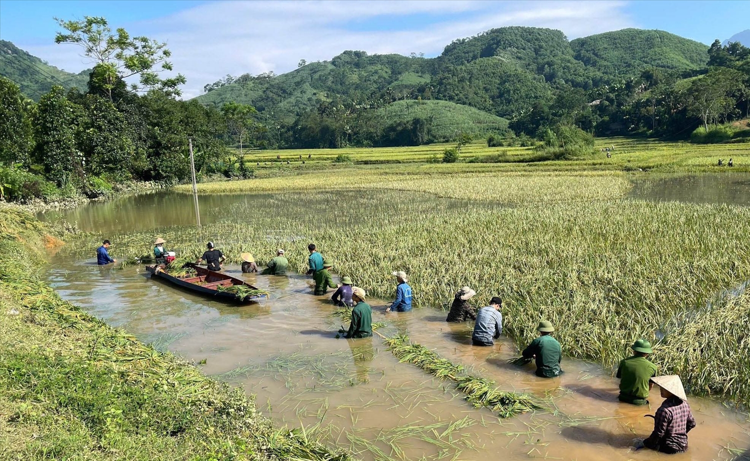 Các lực lượng xã Bạch Xa, tỉnh Tuyên Quang giúp người dân thu hoạch lúa khi bị nước ngập (Ảnh MH).