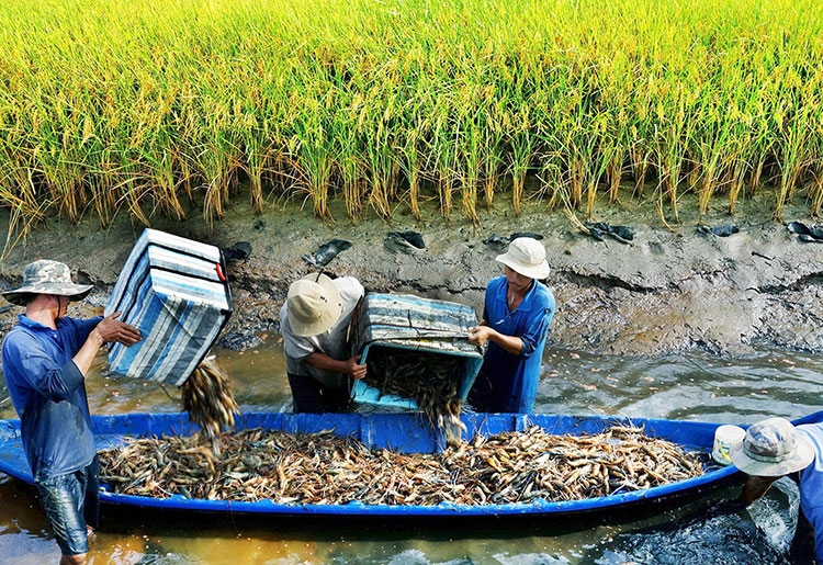 Các tỉnh phía Nam đang đẩy mạnh tiến trình chuyển đổi xanh trong sản xuất nông nghiệp (Ảnh IT)