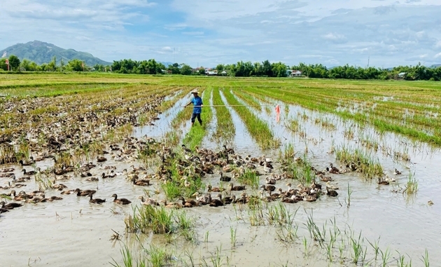  Vị biển là vật nuôi có khả năng thích ứng tốt với điều kiện biến khí hậu, đặc biệt là xâm nhập mặn và hạn hán 