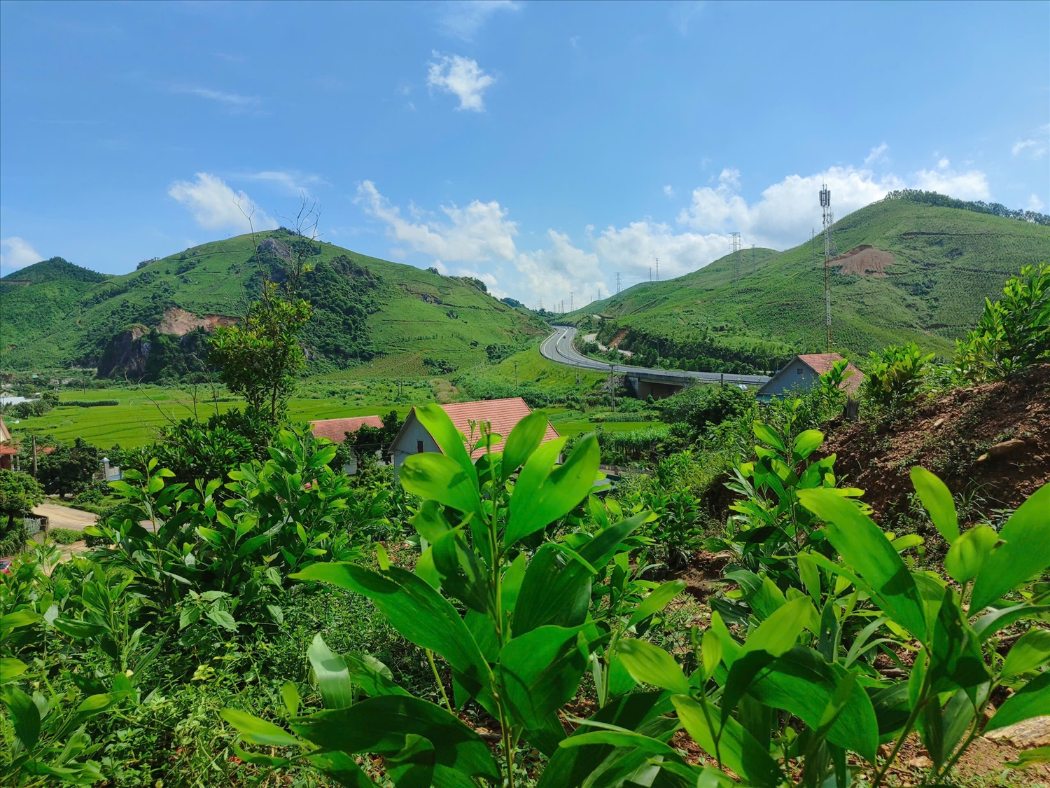 Rừng xanh trở lại sau bão tại nhiều địa phương vùng cao tỉnh Quảng Ninh. Ảnh: Mỹ Dung