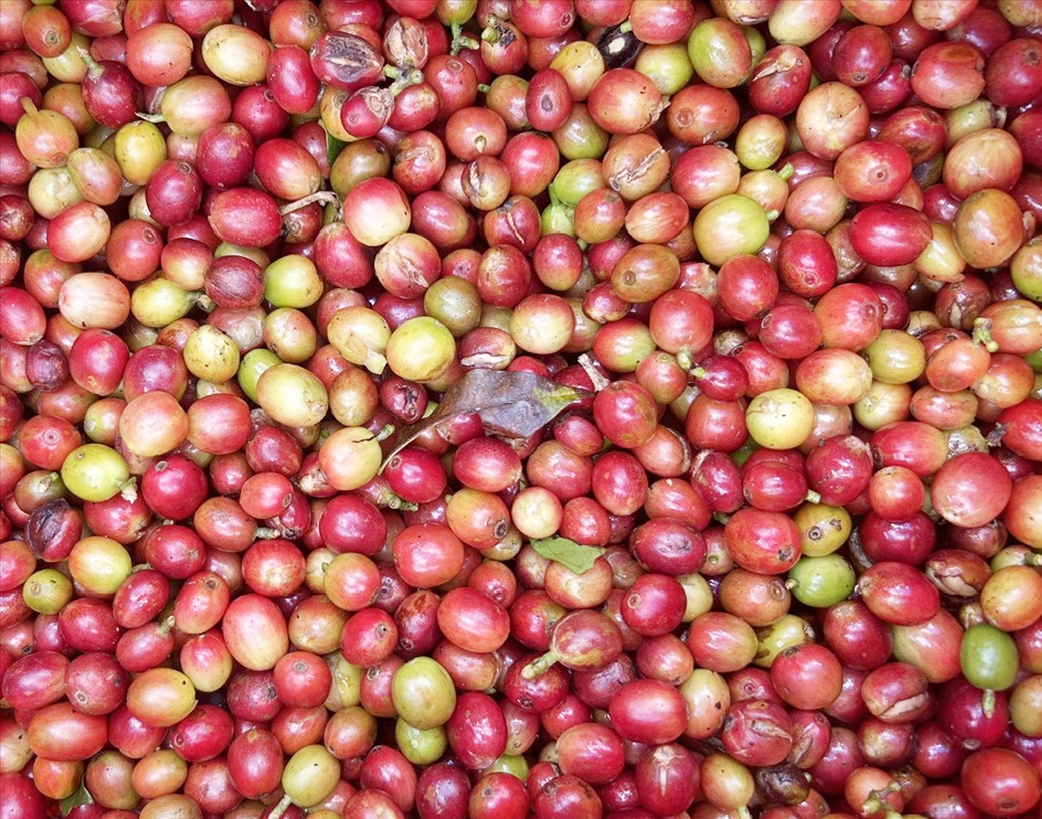 Cà phê trên địa bàn xã Búng Lao nổi tiếng với hương vị đậm đà, thơm đặc trưng của vị cà phê Arabica. Ảnh: Thúy Hồng