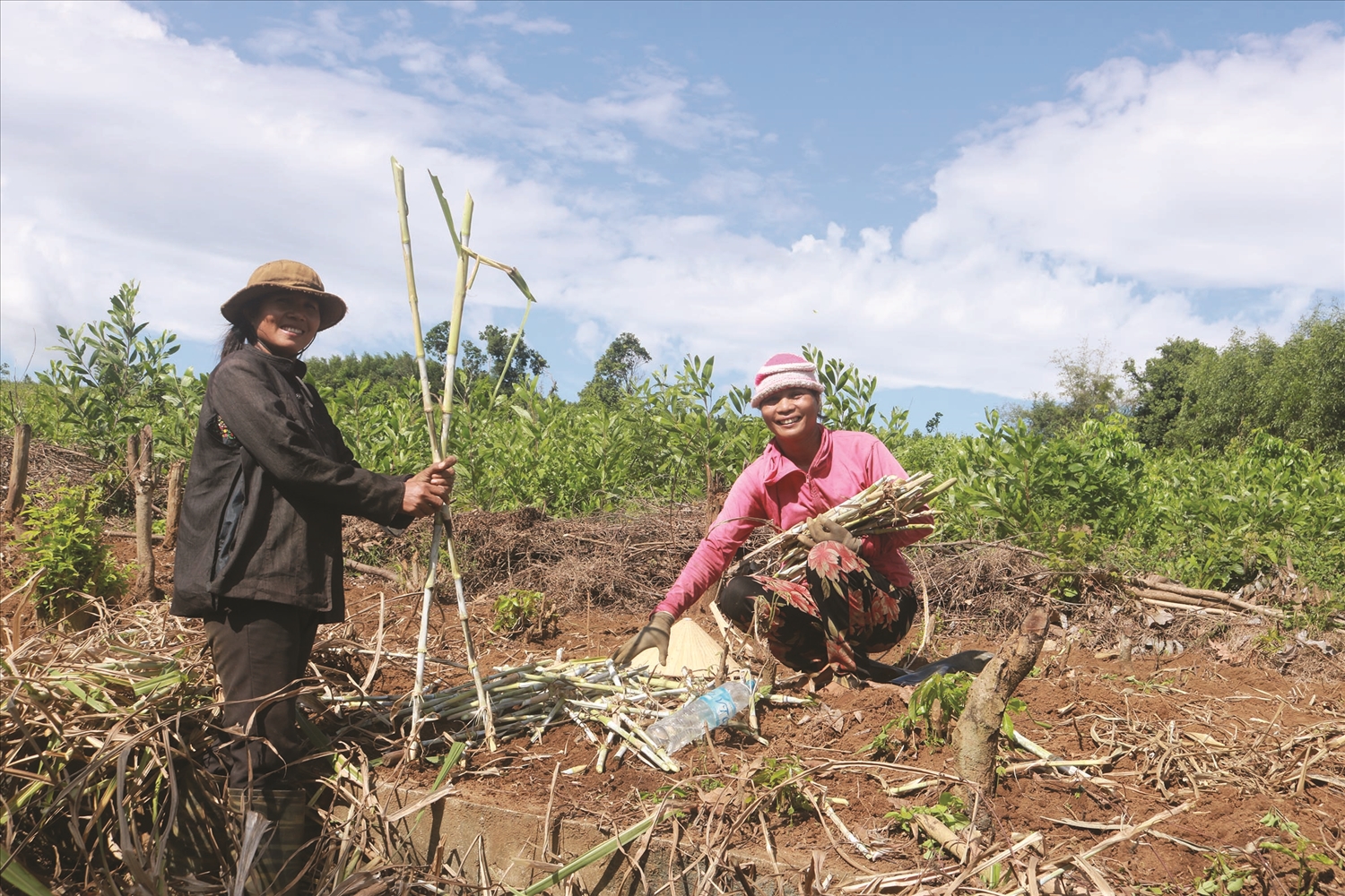 Người dân buôn Thung vào vụ trồng “cỏ voi” cho bò - Ảnh: H.H.THẾ.