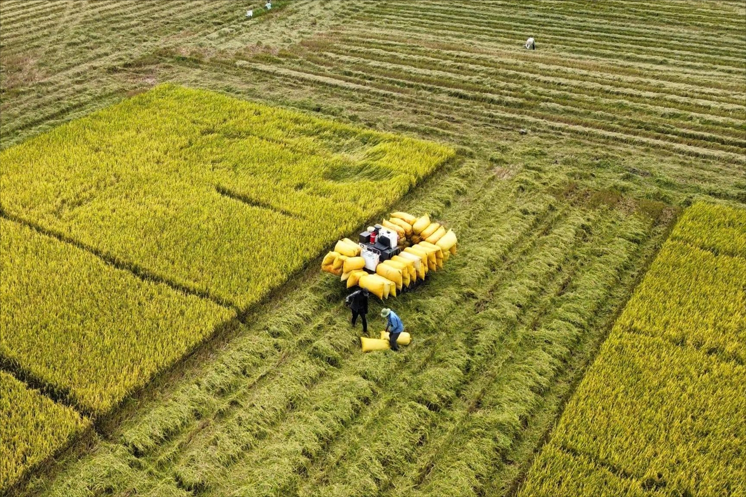 Nhờ các chủ trương, chính sách của Đảng và Nhà nước, bộ mặt nông thôn vùng đồng bào DTTS An Giang ngày càng khởi sắc, bà con có mùa vàng bội thu