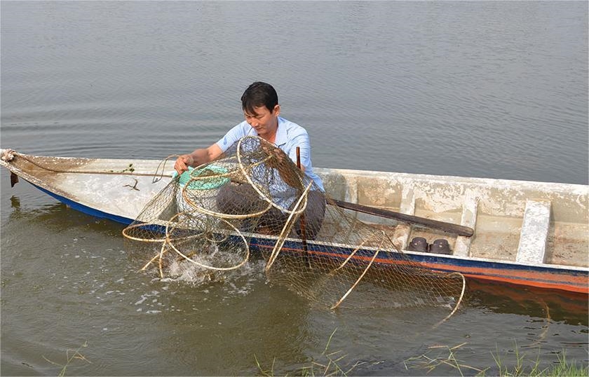 Nông dân xã Tây Yên thu hoạch tôm trên ruộng lúa. Nông dân xã Tây Yên, tỉnh An Giang thu hoạch tôm trên ruộng lúa. (Ảnh: TT)