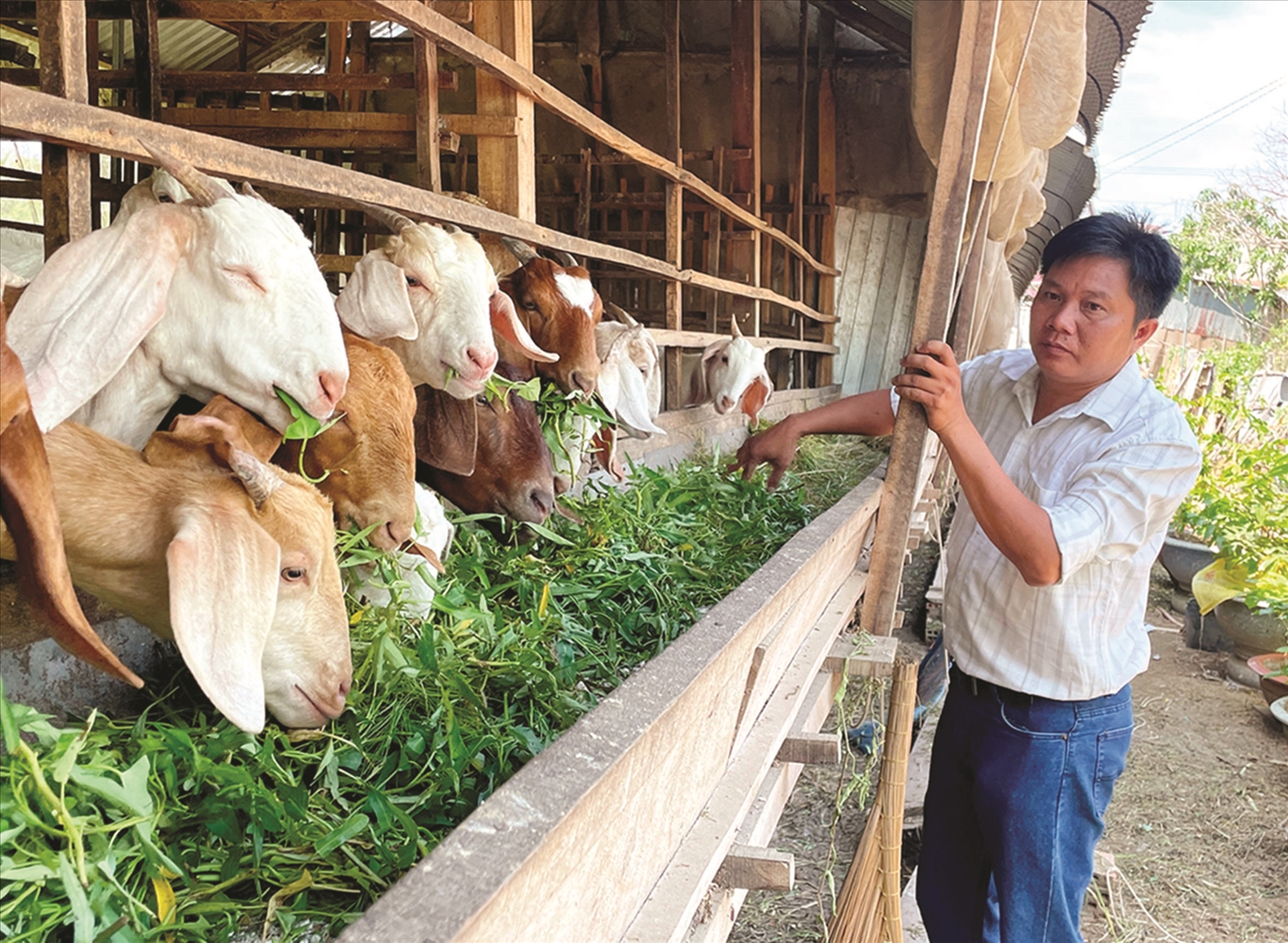 Anh Lâm Nuôi ở ấp Biển Đông, phường Hiệp Thành chăm sóc đàn dê được mua từ nguồn vốn tín dụng ưu đãi của Chính phủ, giúp gia đình có thu nhập ổn định, trang trải chi phí sinh hoạt