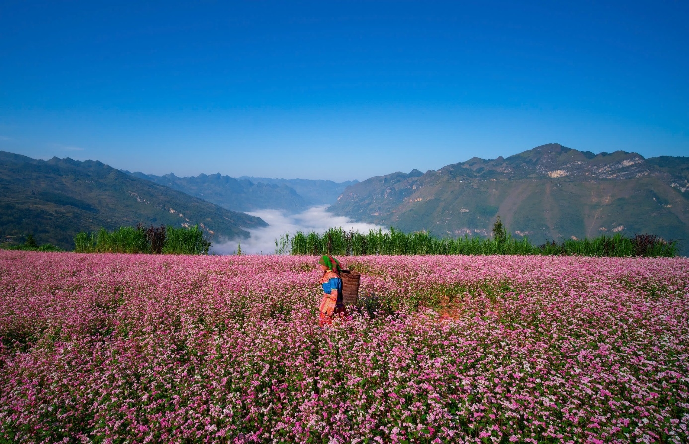Tuyên Quang mùa hoa tam giác mạch  Tuyên Quang mùa hoa tam giác mạch
