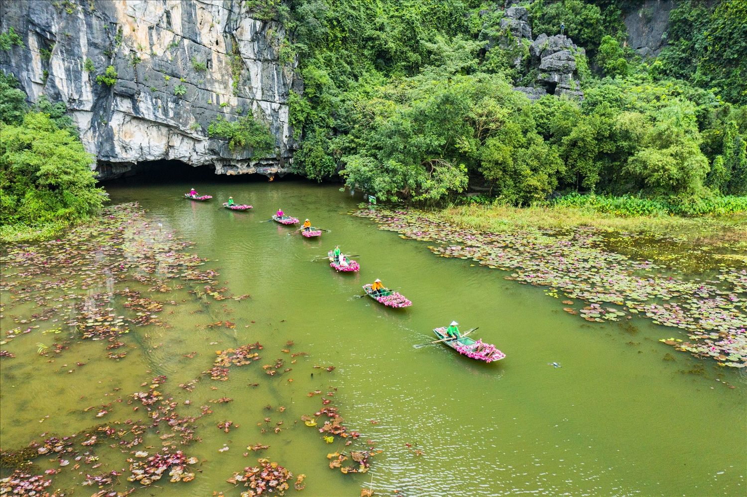 Lúc này, những tia nắng đầu ngày phản chiếu lên mặt nước long lanh, làm nổi bật sắc hồng rực rỡ và sắc trắng tinh khôi của những bông súng đang vươn mình kiêu hãnh trên lớp lá xanh mướt. Những giọt sương đêm còn đọng lại trên cánh hoa như những viên ngọc nhỏ, khiến khung cảnh càng thêm huyền ảo.