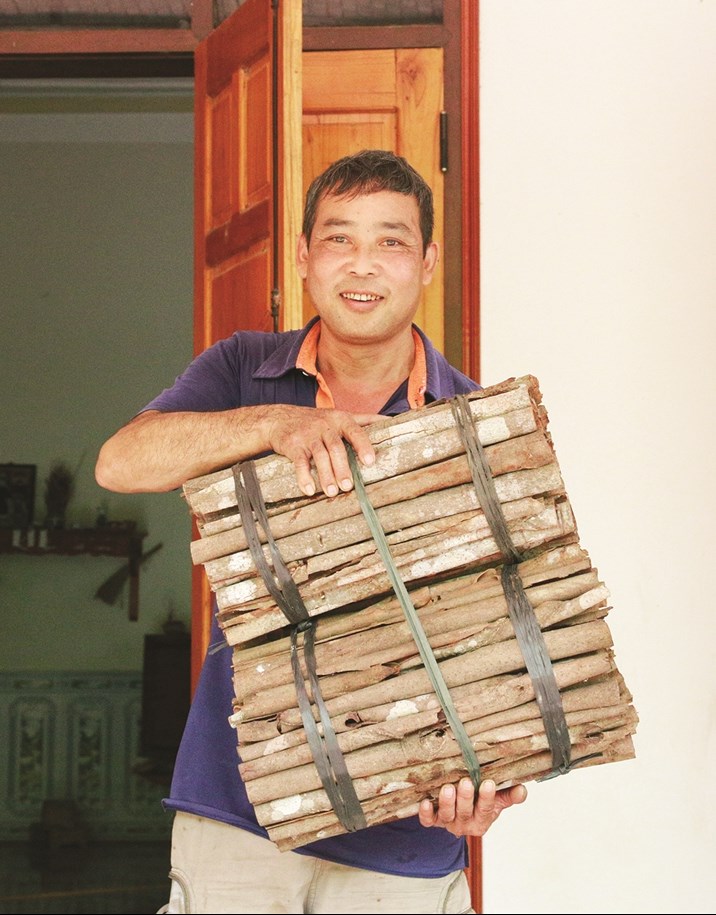 Ông Cai tự bóc vỏ, sơ chế quế, đợi thương lái đến thu mua