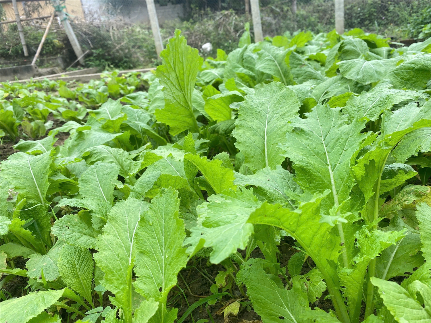 Những luống rau xanh tốt tại trường mầm non Tam Quang