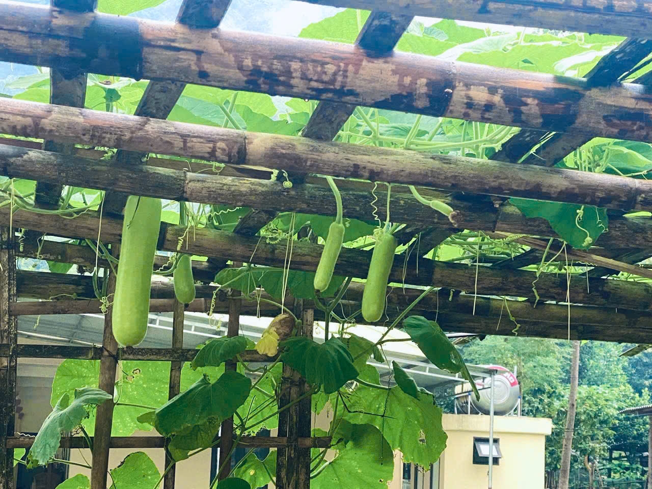 Từ những hạt giống nhỏ bé, những quả bầu đất đã lớn, sắp được thu hoạch