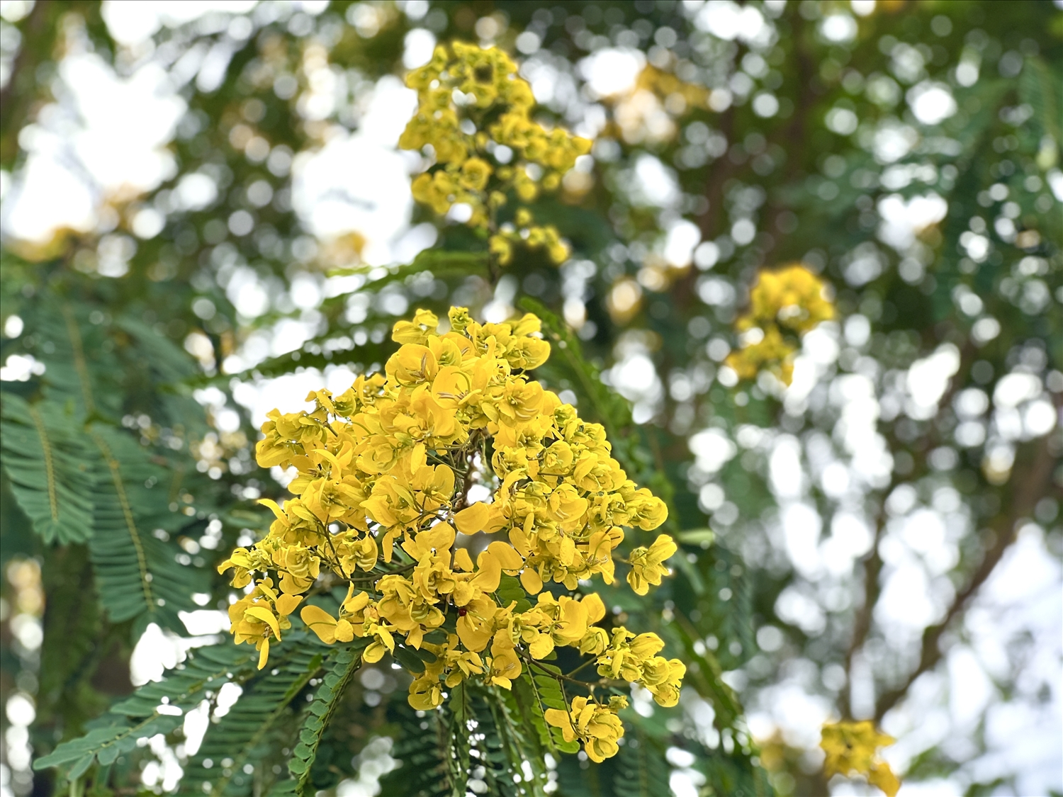 Hoa muồng nở thành từng chùm vàng óng, tỏa hương dịu nhẹ