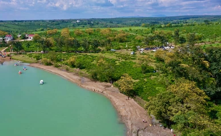 Những cây muồng nở hoa vàng điểm xuyết trên đồi chè ở xã Bàu Cạn